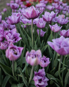 Tulip 'Great Barrier Reef' (Rare)