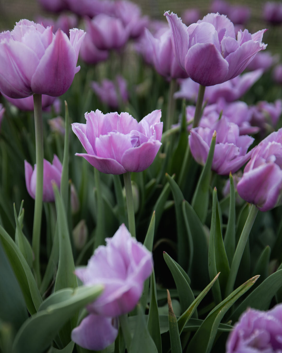 Tulip 'Great Barrier Reef' (Rare)
