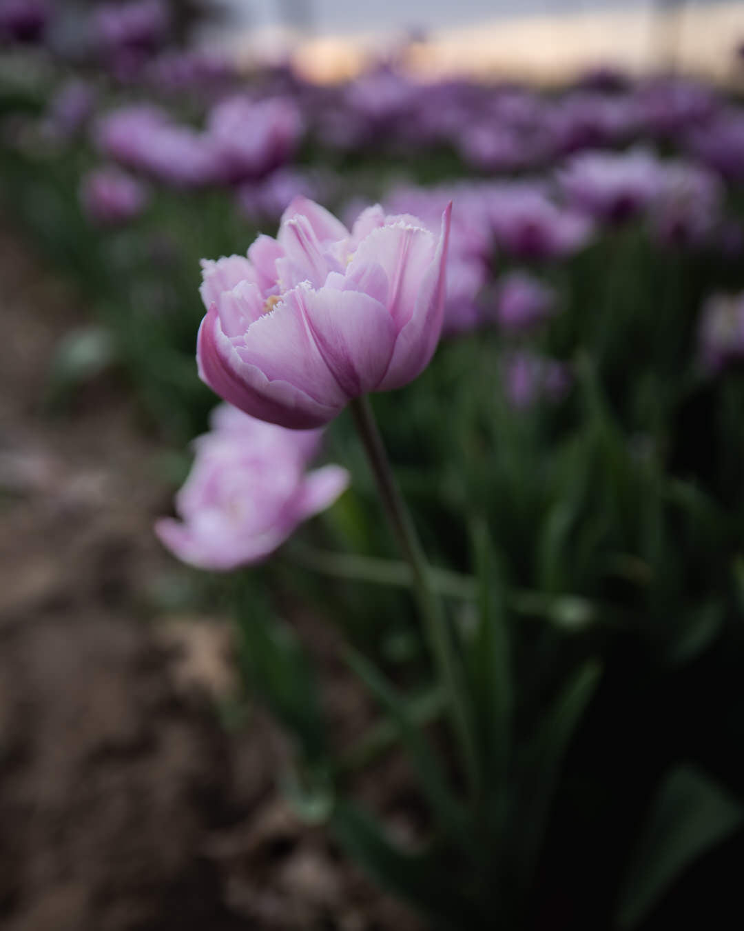 Tulip 'Great Barrier Reef' (Rare)