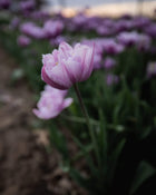 Tulip 'Great Barrier Reef' (Rare)