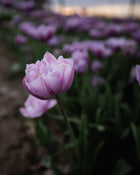 Tulip 'Great Barrier Reef' (Rare)