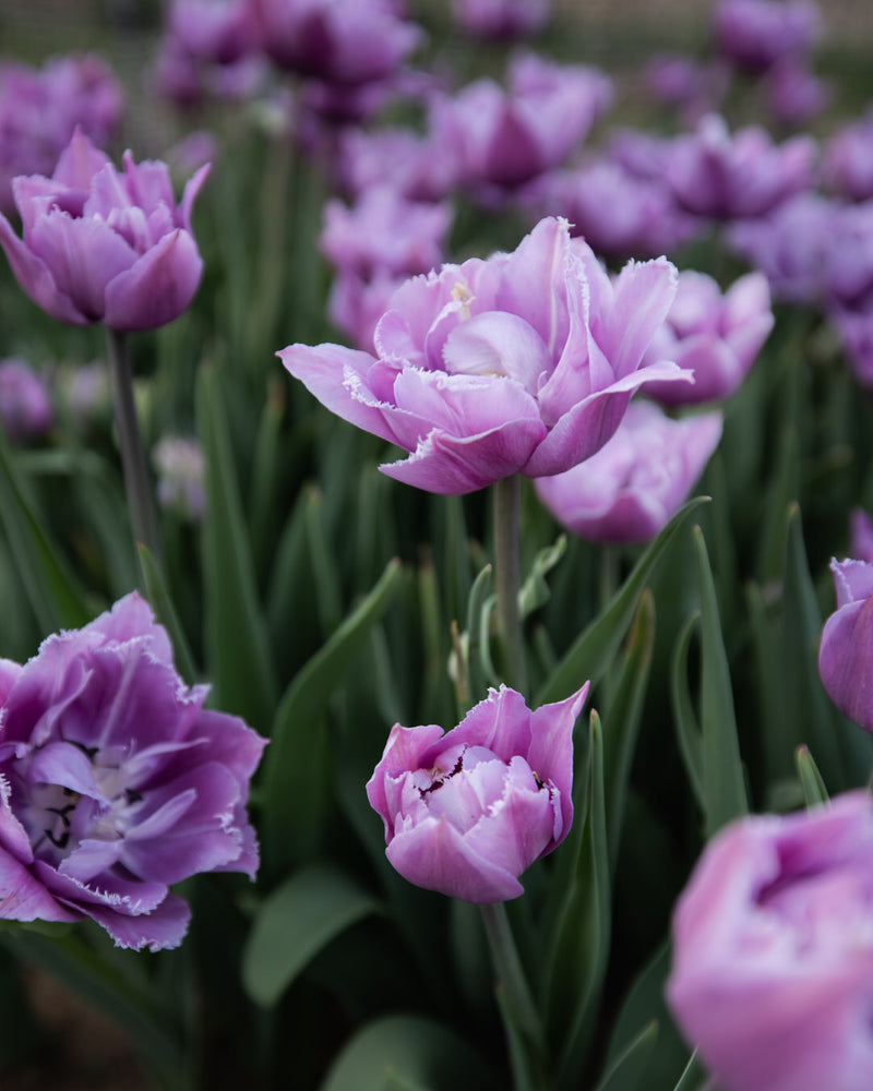 Tulip 'Great Barrier Reef' (Rare)