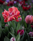 Tulip 'Gudoshnik Double'