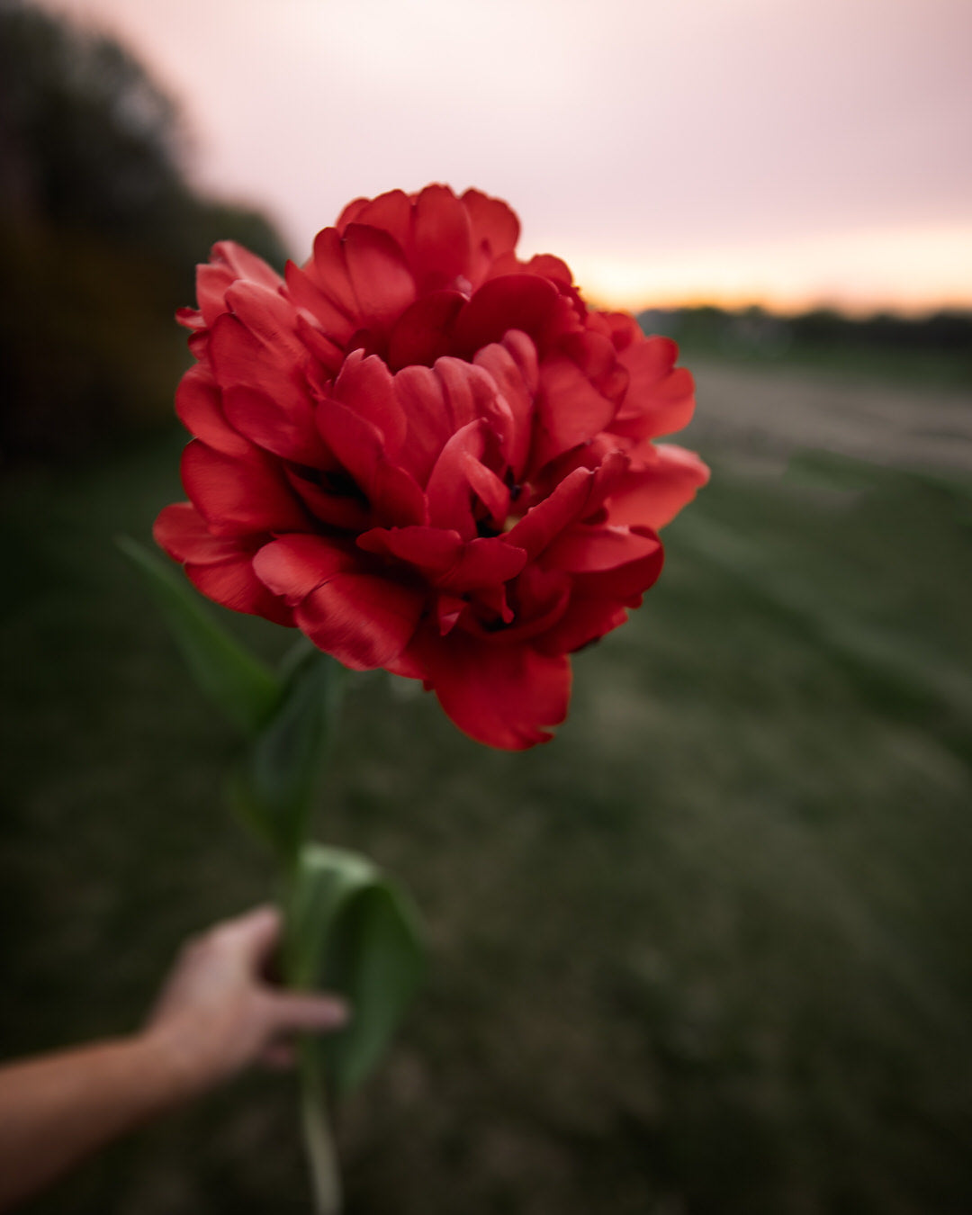 Tulip 'Gudoshnik Double'