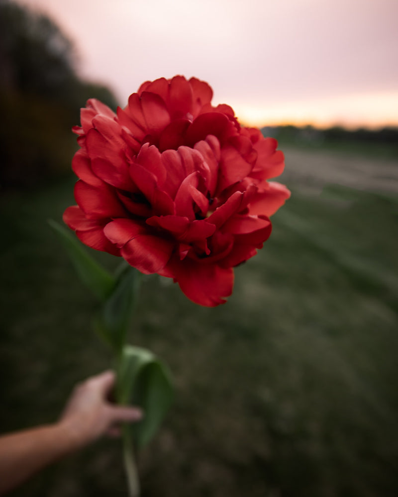 Tulip 'Gudoshnik Double'