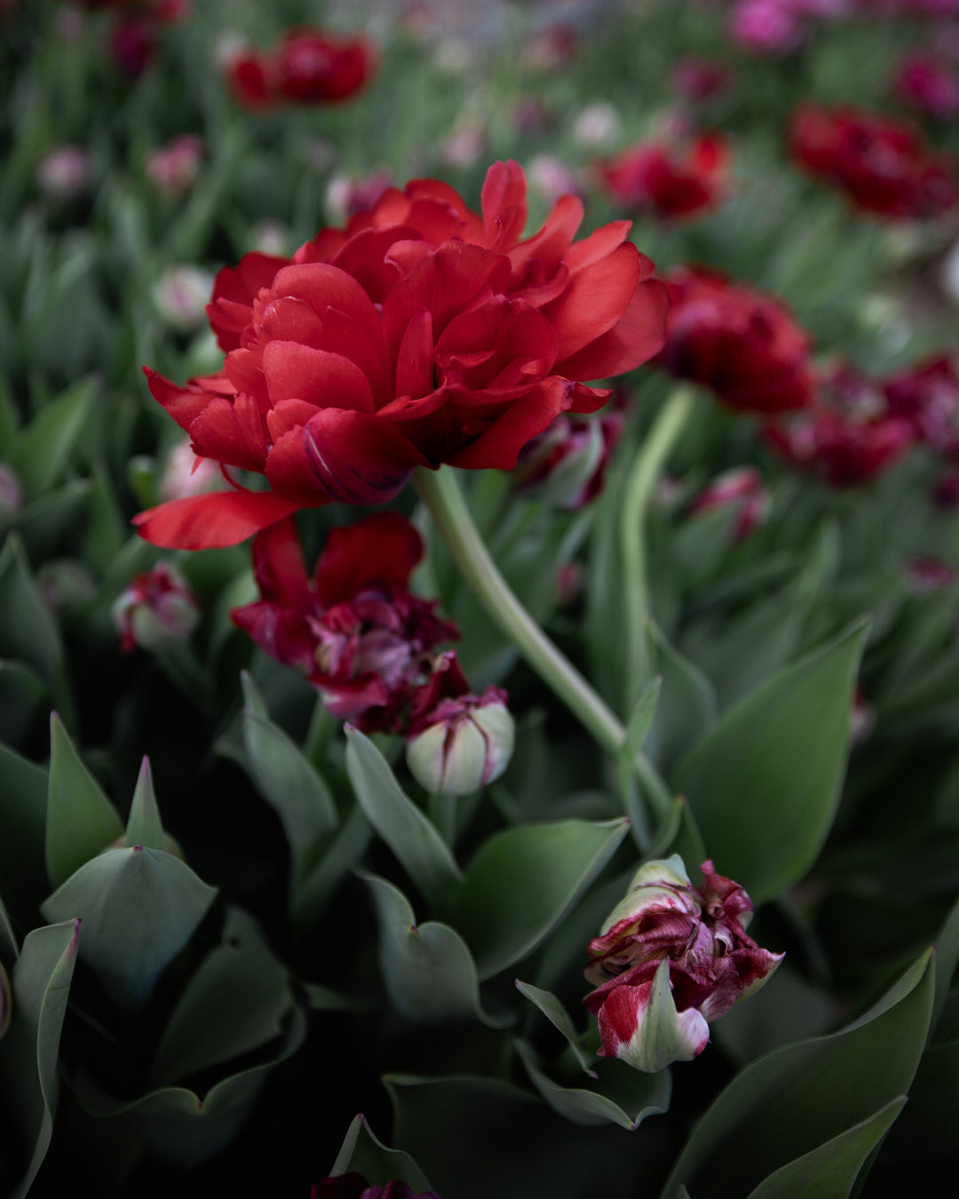 Tulip 'Gudoshnik Double'
