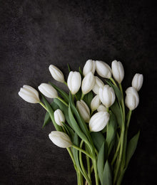 Tulip 'Hakuun'