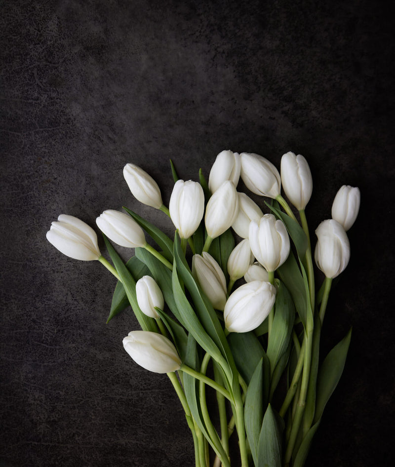 Tulip 'Hakuun'