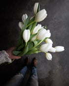 Tulip 'Hakuun'