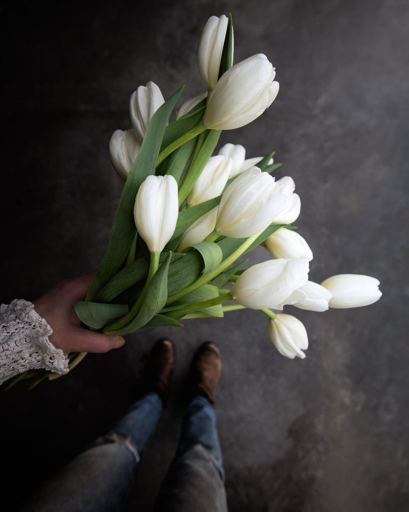 Tulip 'Hakuun'