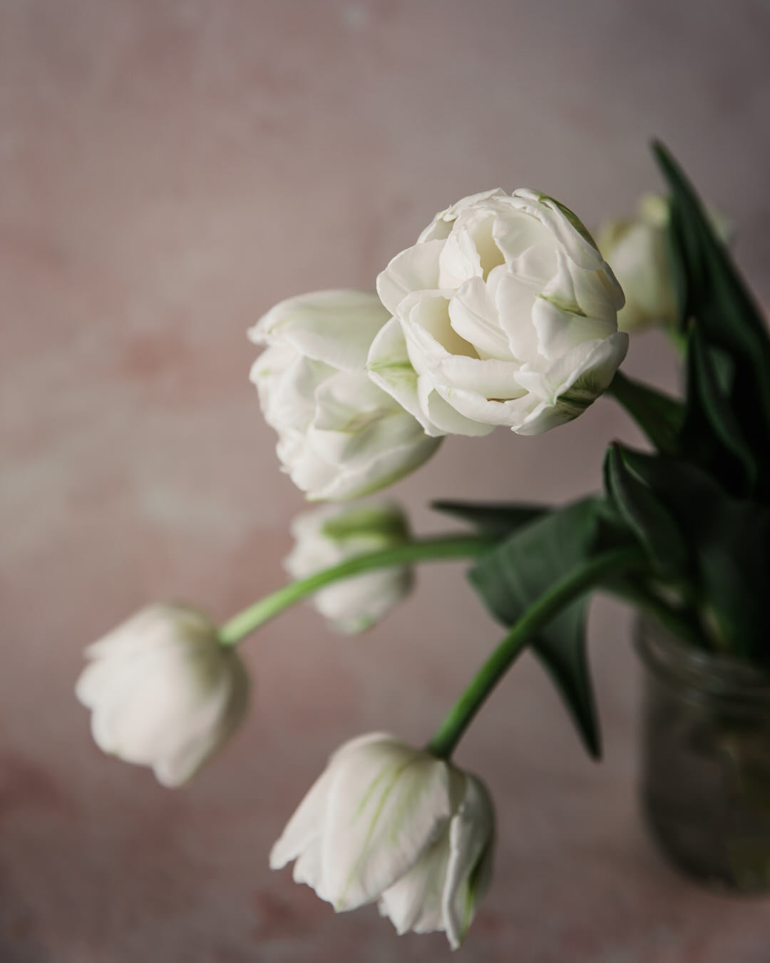 Tulip 'Mondial'
