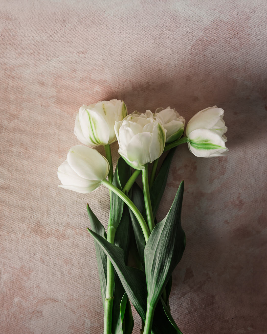 Tulip 'Mondial'