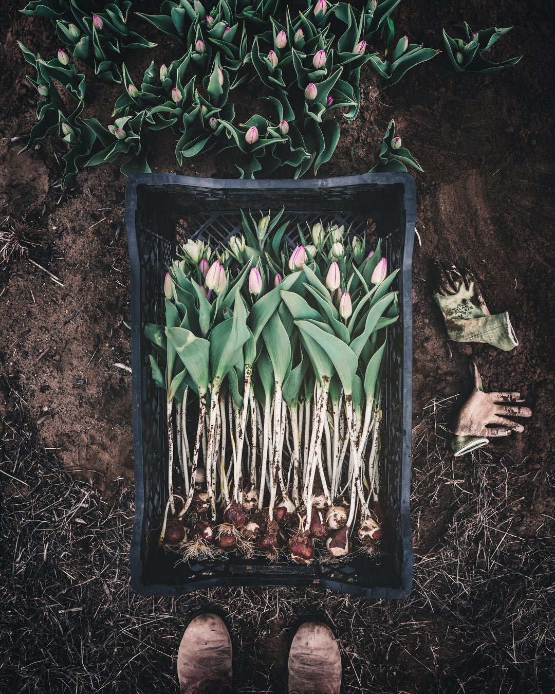 Tulip 'Candy Prince'