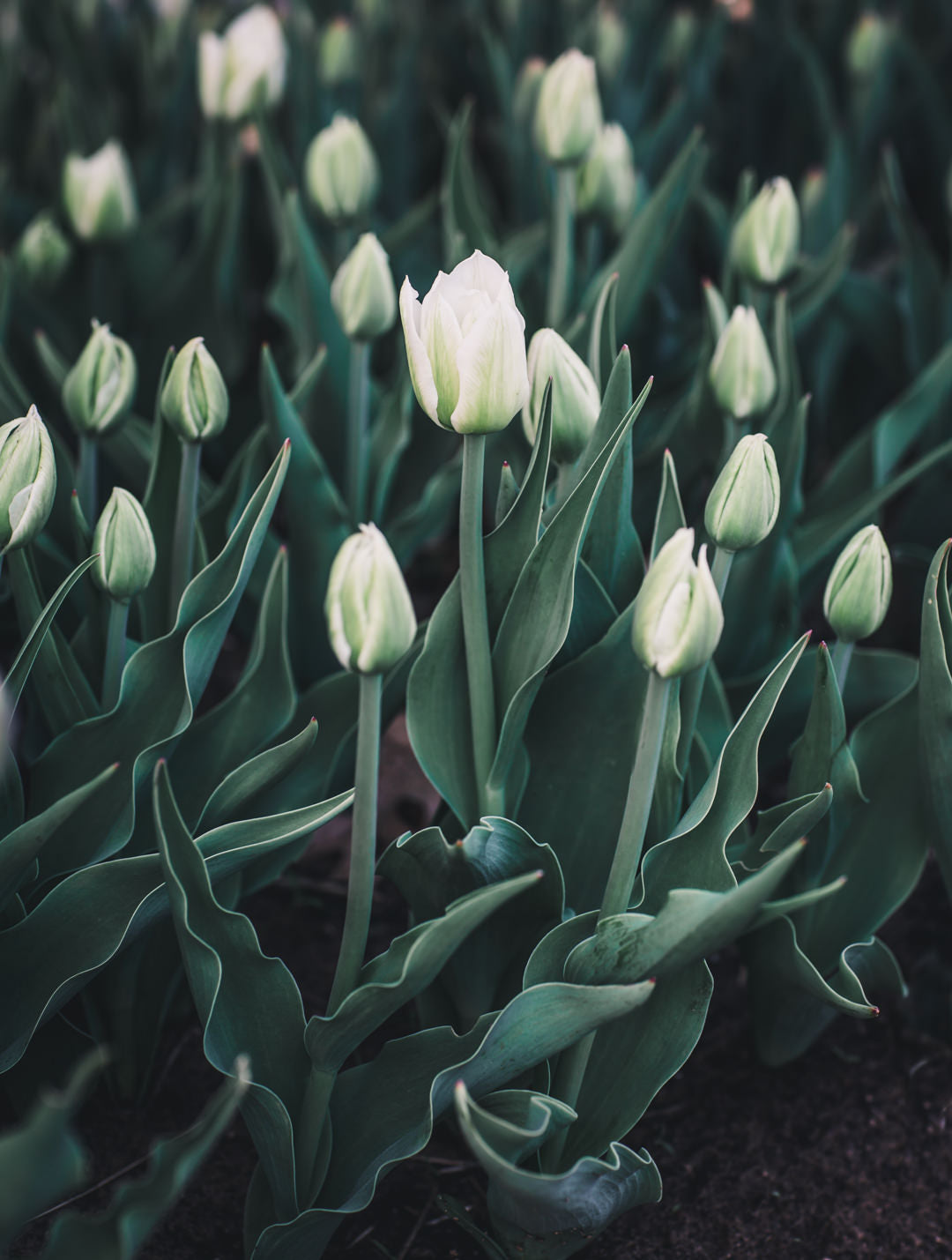 Tulip 'Mondial'