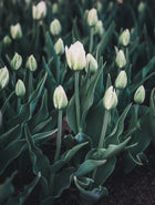 Tulip 'Mondial'