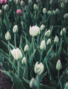 Tulip 'Mondial'