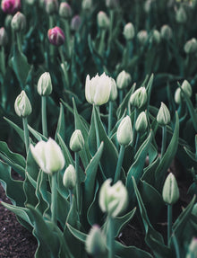 Tulip 'Mondial'