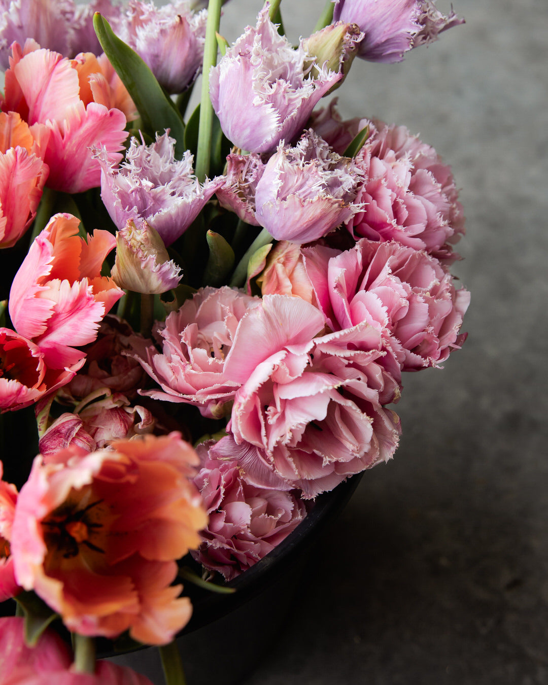 Tulip 'Perth'