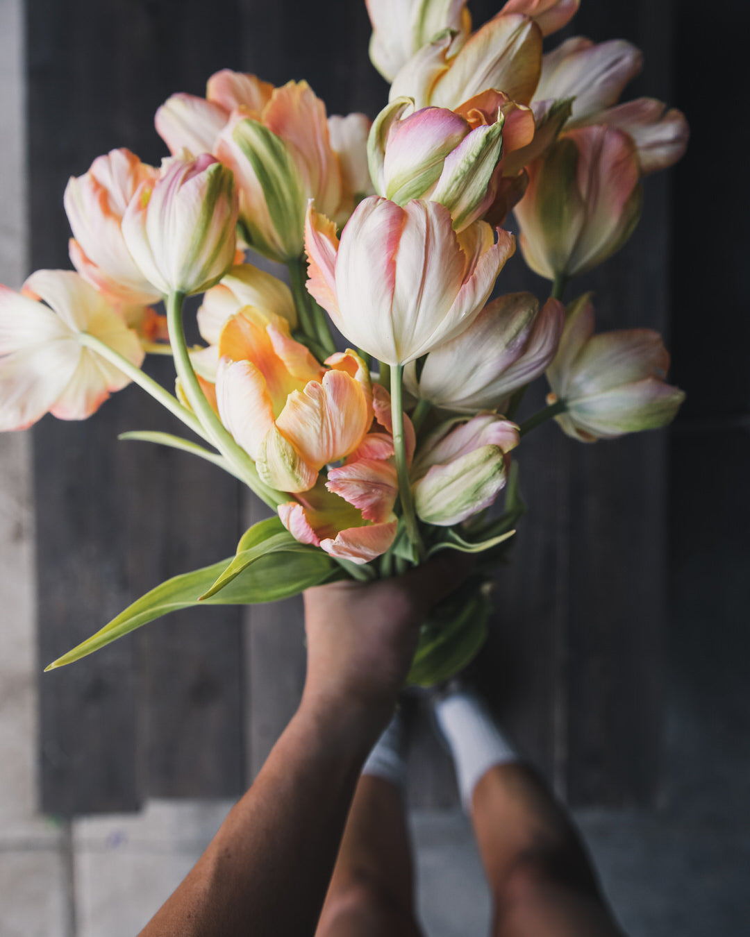 Tulip 'Apricot Parrot'