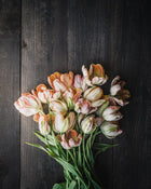 Tulip 'Apricot Parrot'