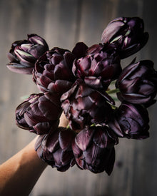 Tulip 'Black Hero'