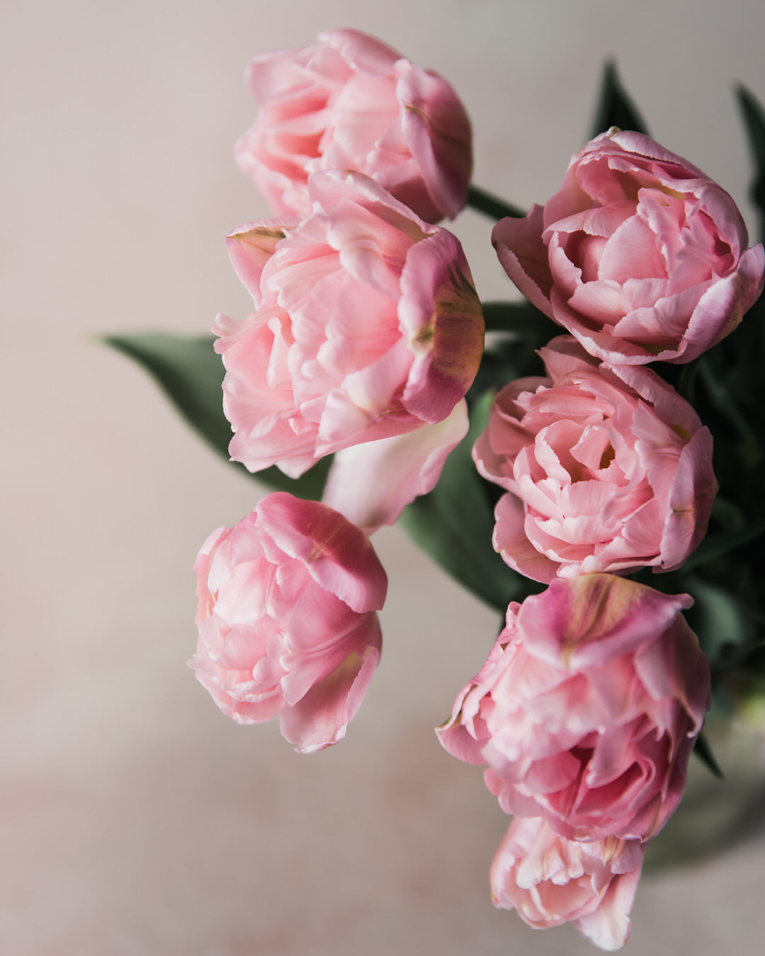 Tulip 'Dreamer'