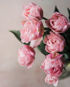 Tulip 'Dreamer'