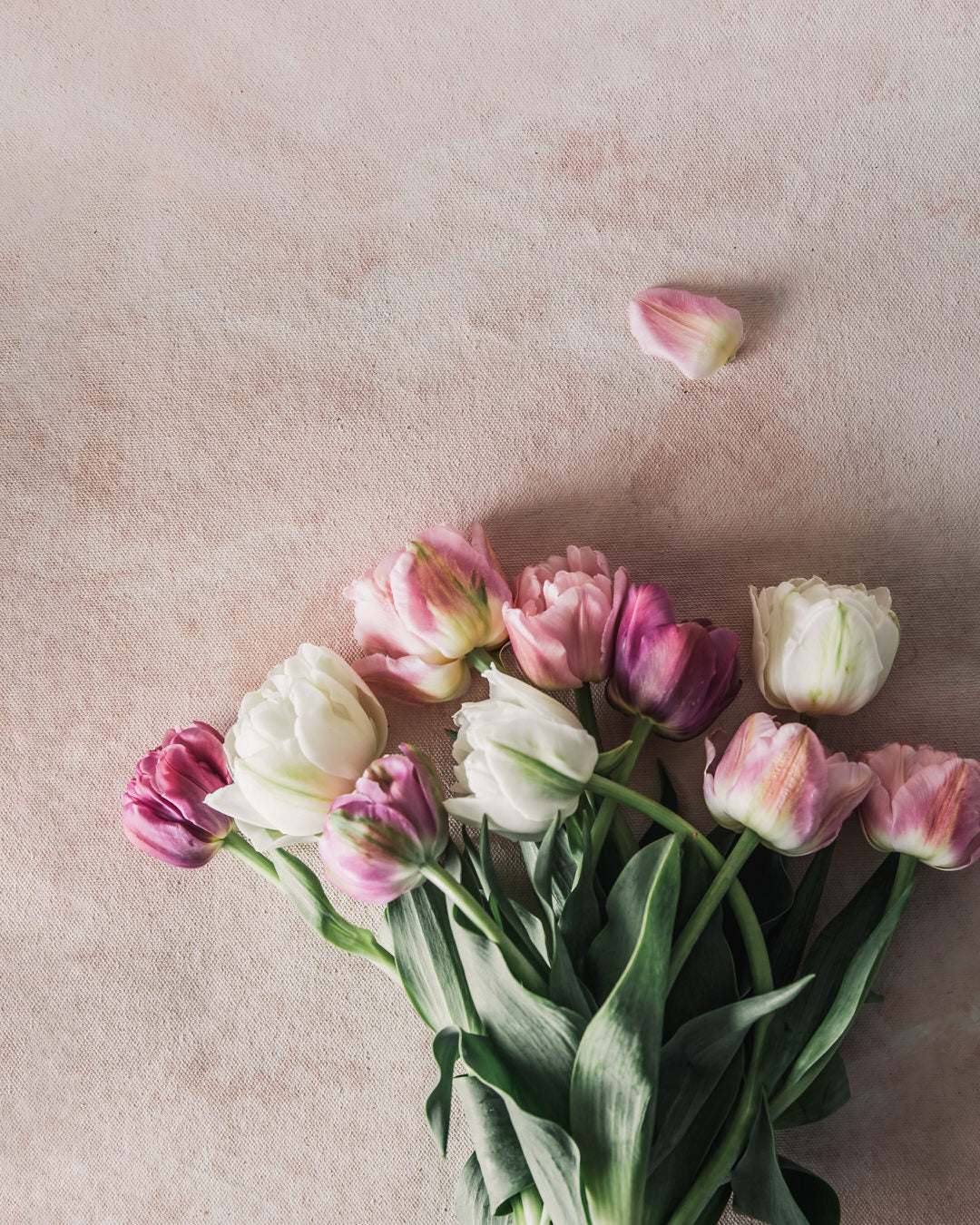 Tulip 'Alison Bradley'