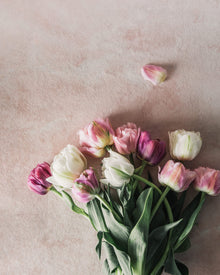 Tulip 'Alison Bradley'