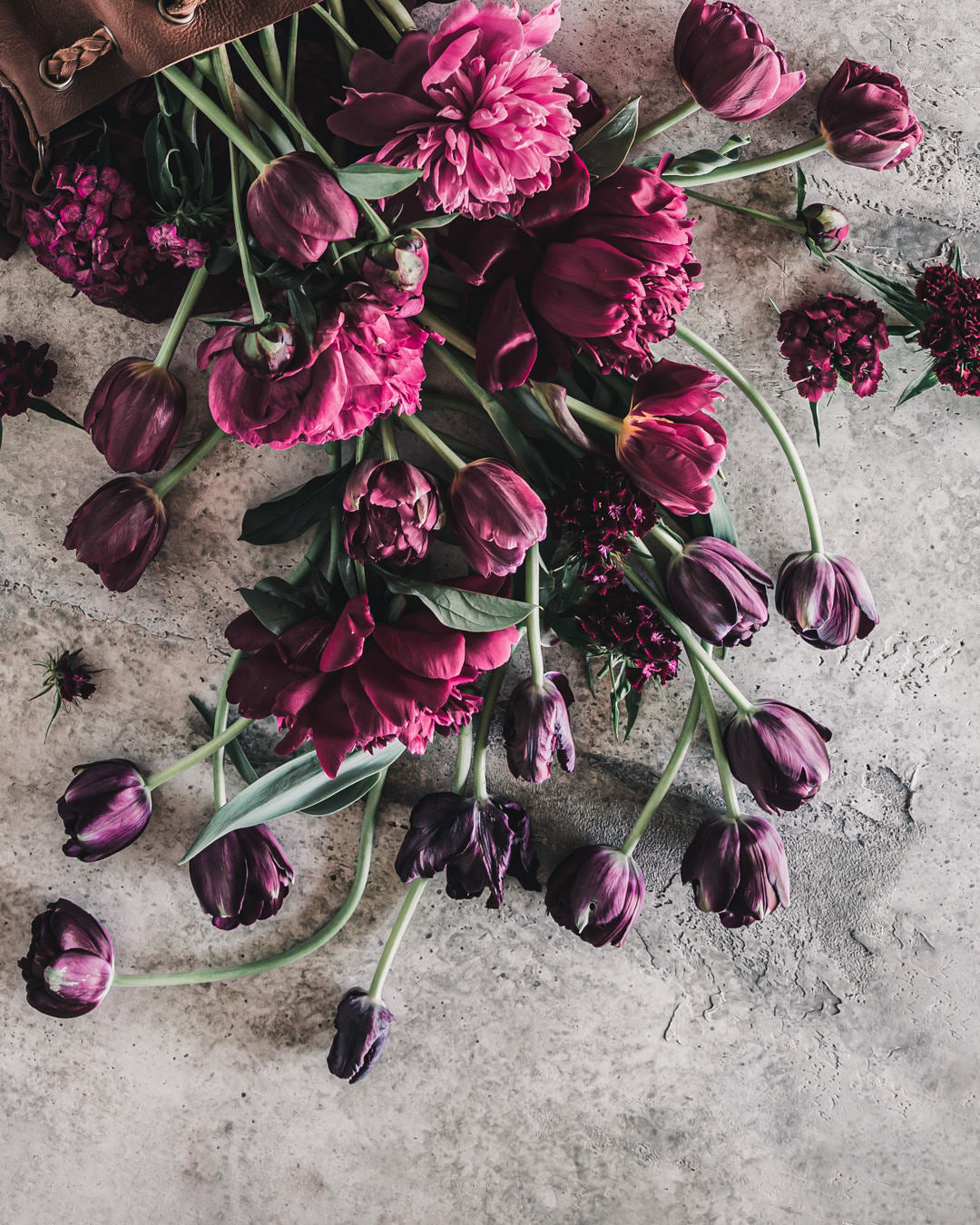 Tulip 'Black Hero'