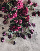 Tulip 'Black Hero'