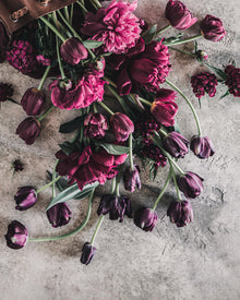Tulip 'Black Hero'
