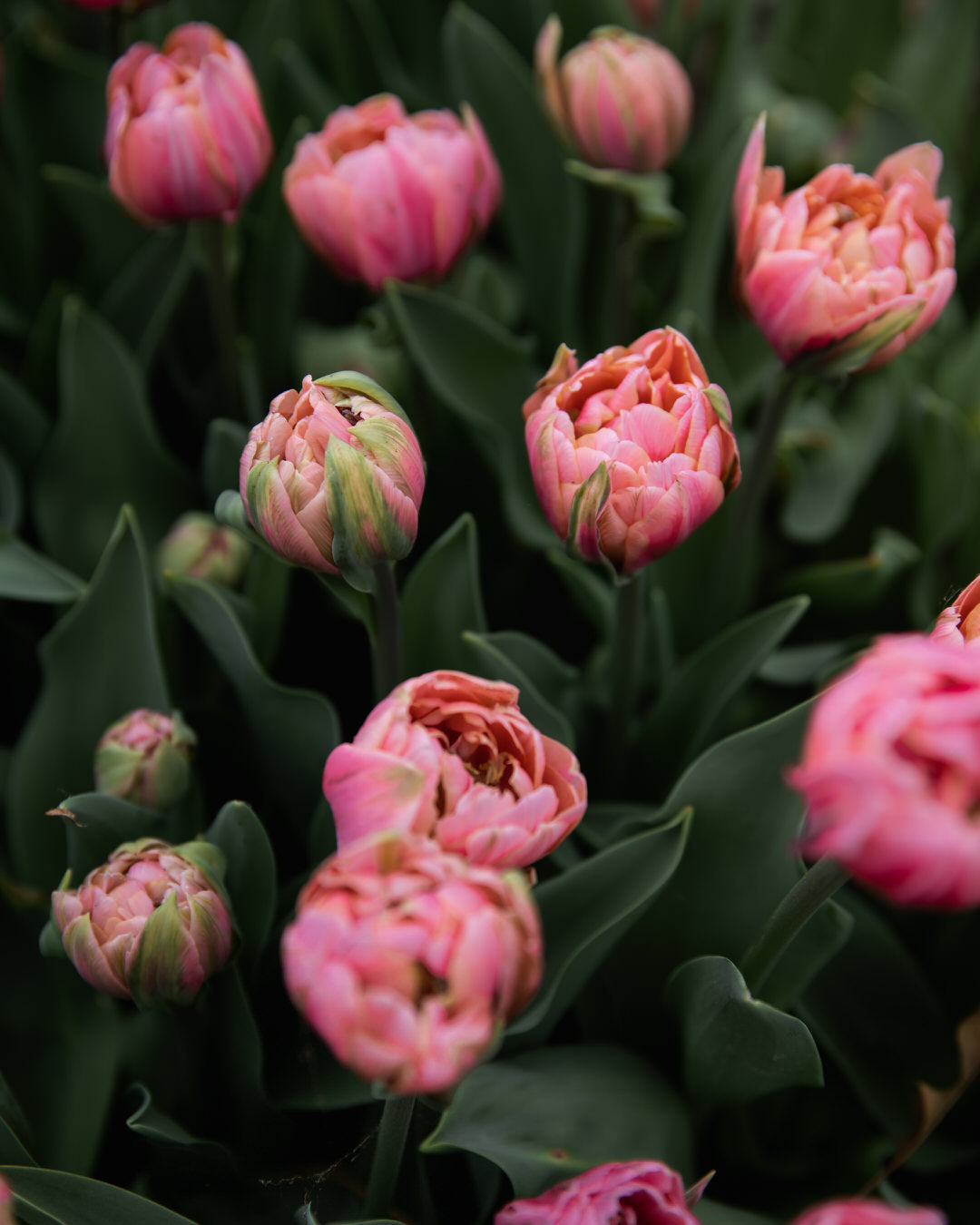 Tulip 'Pink Cameo'