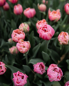 Tulip 'Pink Cameo'