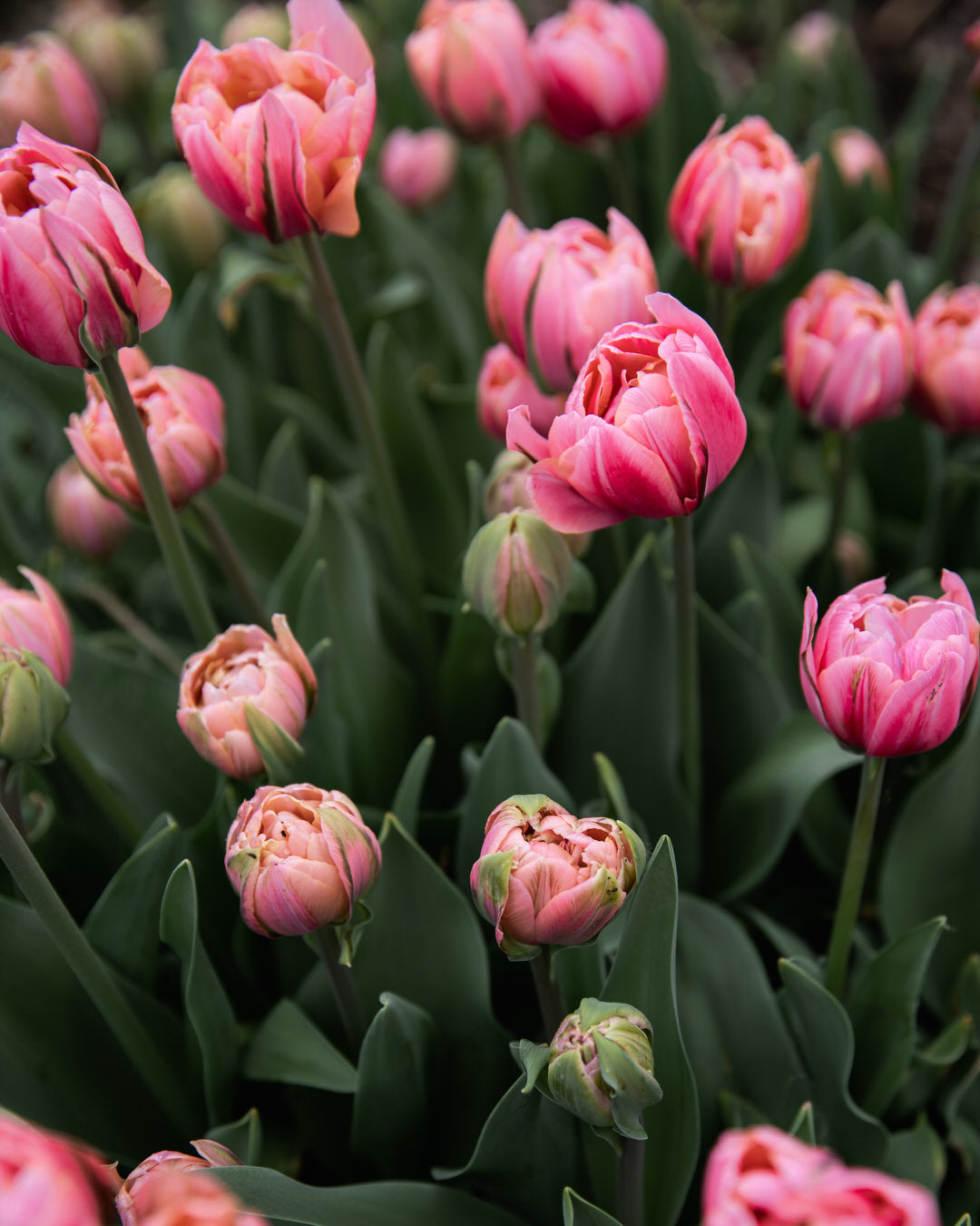 Tulip 'Pink Cameo'