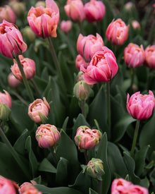 Tulip 'Pink Cameo'