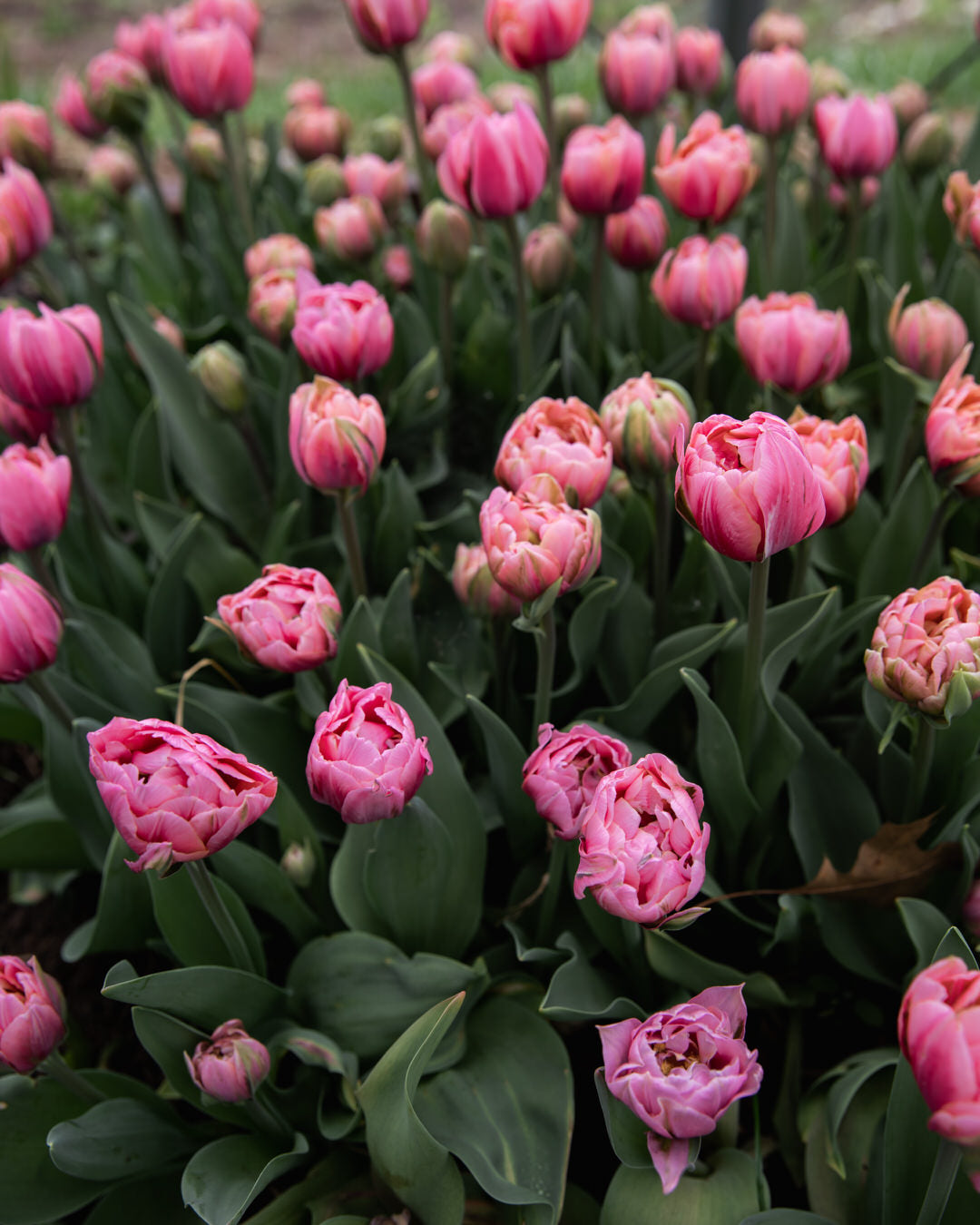 Tulip 'Pink Cameo'