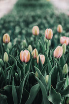 Tulip 'Salmon Impression'