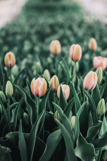 Tulip 'Salmon Impression'