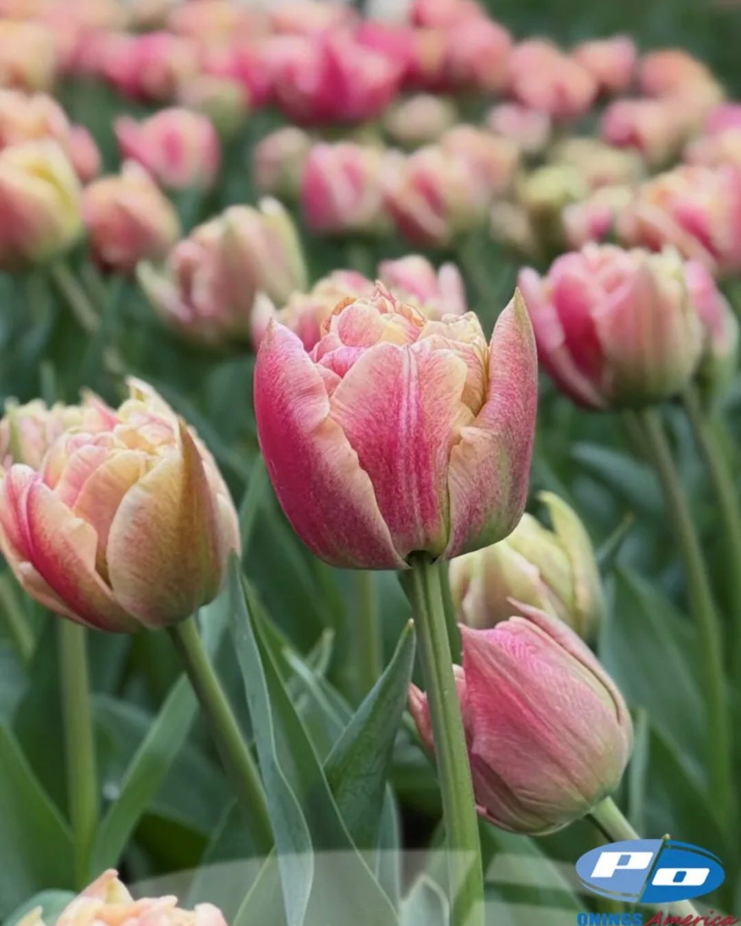 Tulip 'Verona Sunrise'