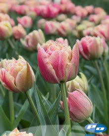 Tulip 'Verona Sunrise'