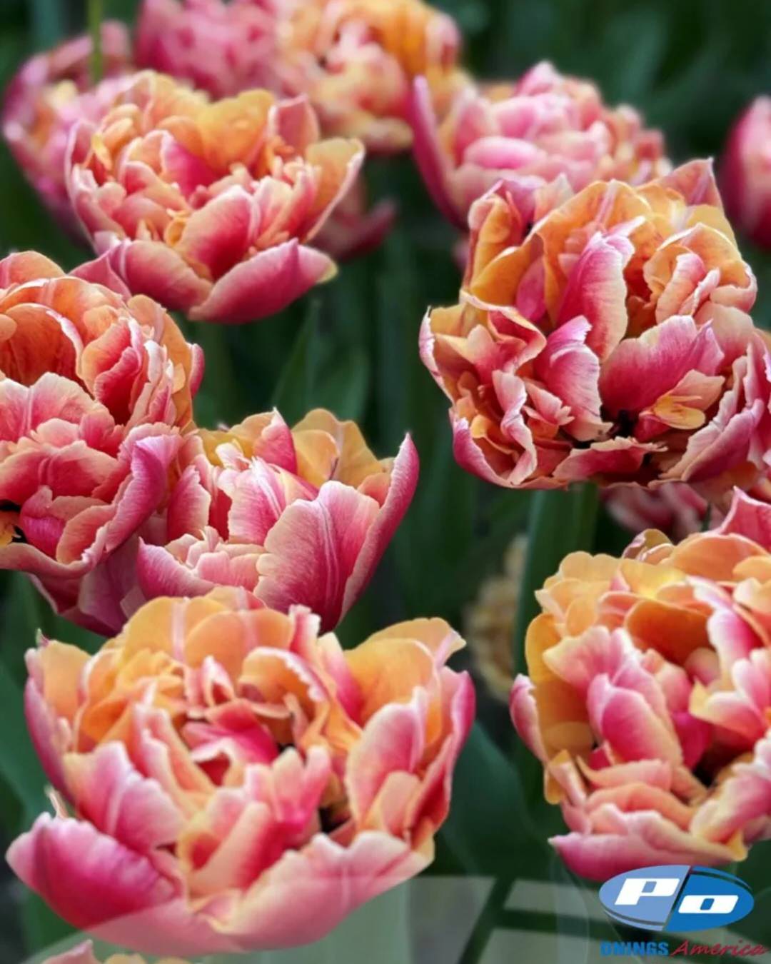 Tulip 'Verona Sunrise'