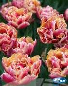 Tulip 'Verona Sunrise'