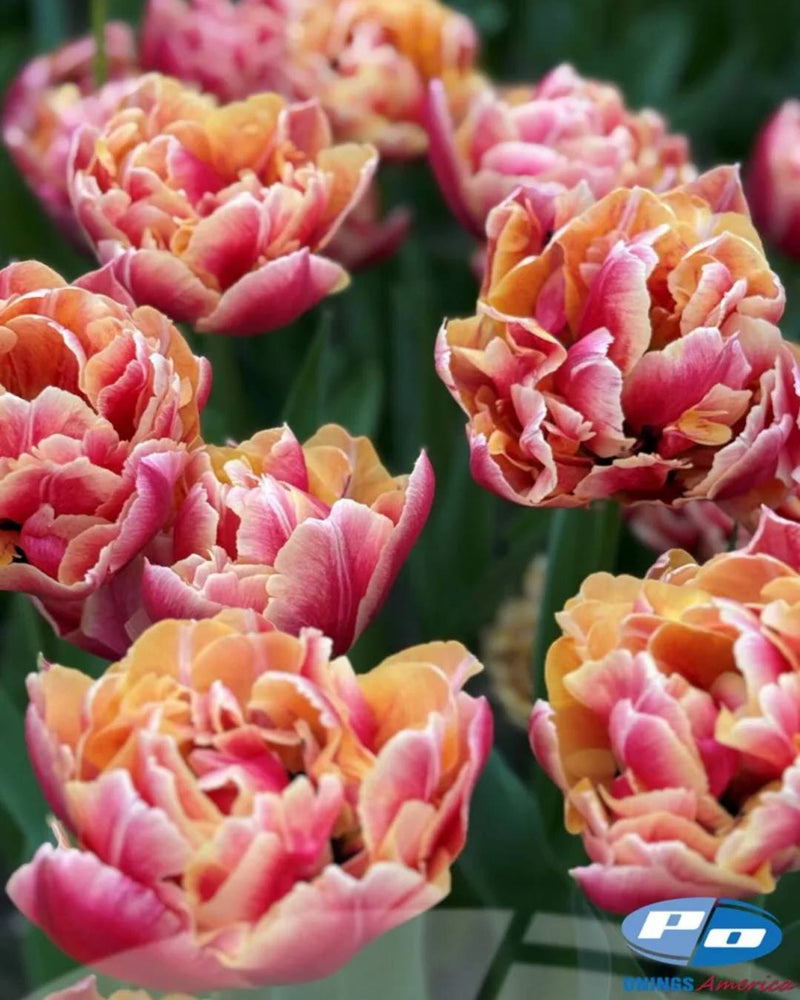 Tulip 'Verona Sunrise'