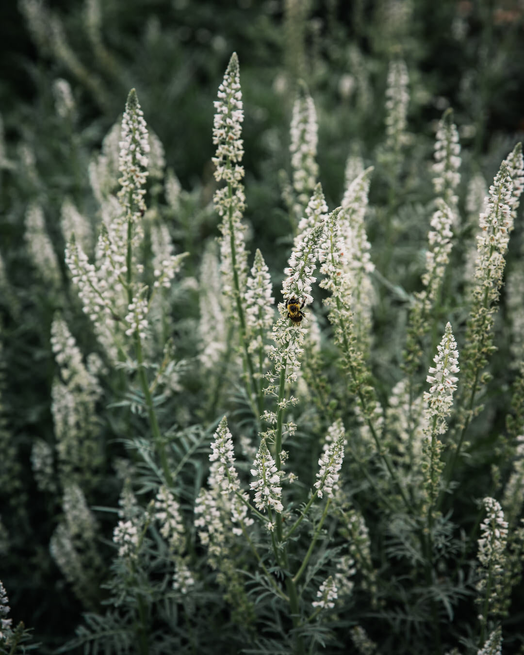 Mignonette 'White Mignonette'