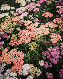 Yarrow 'Summer™ Pastels'