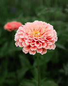 Zinnia 'Benary's Giant Salmon Rose'