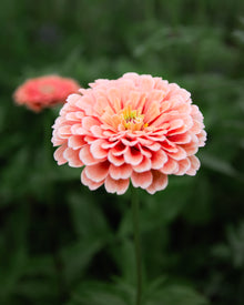 Zinnia 'Benary's Giant Salmon Rose'