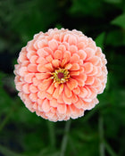 Zinnia 'Benary's Giant Salmon Rose'