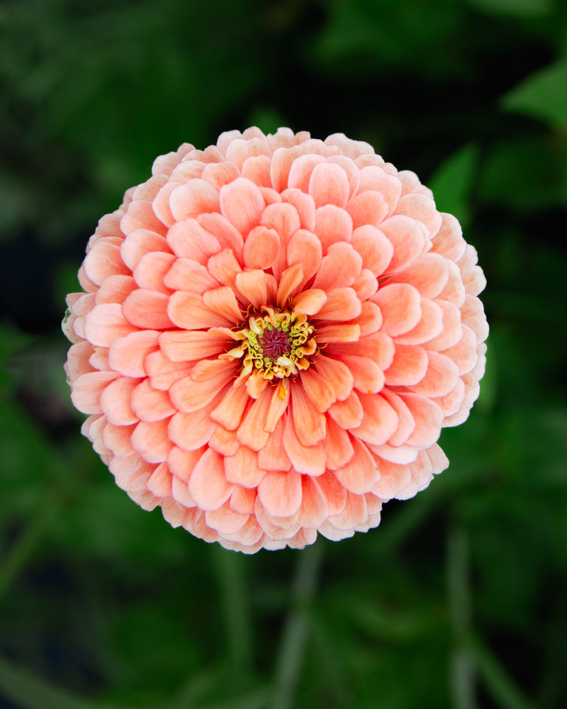 Zinnia 'Benary's Giant Salmon Rose'